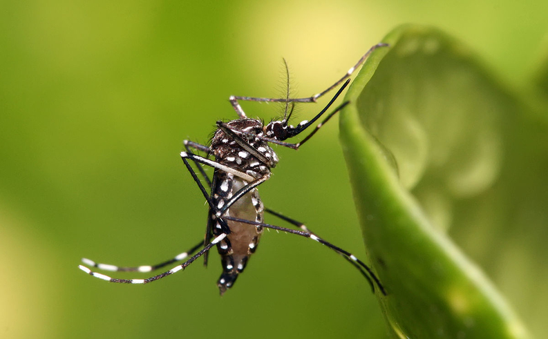 Aedes aegypti mosquitoes transmit the Zika virus