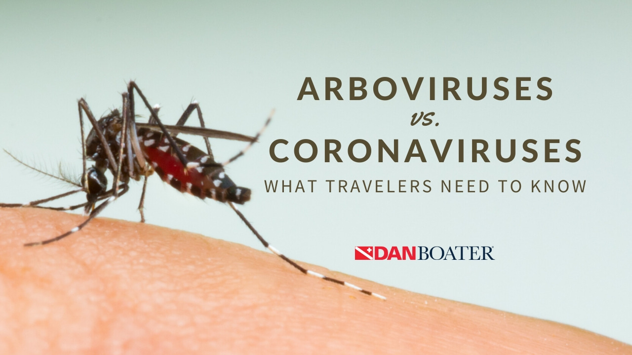 arboviruses vs coronaviruses what travelers need to know aedes aegypti mosquito