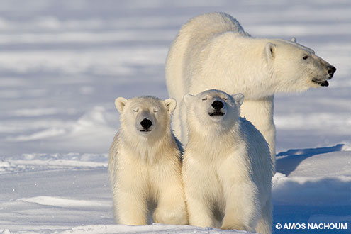 In broad daylight at 2am, a mother polar bear and her two cubs reveal themselves to the photographers.