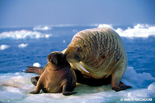 Summertime in the High Arctic is the time for new life. Walrus and polar bears give birth in the spring.