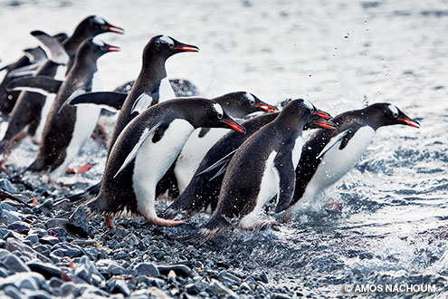 Penguins dive into the sea in Antarctica