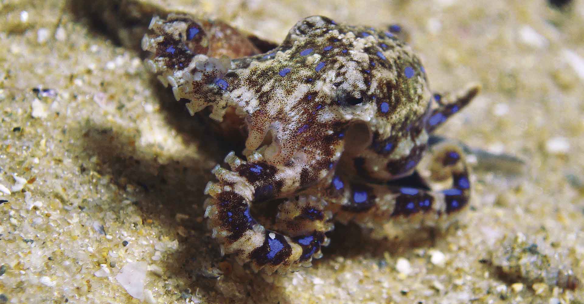 blue ringed octopus sitting on sandy sea bottom