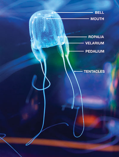 anatomy of box jellyfish