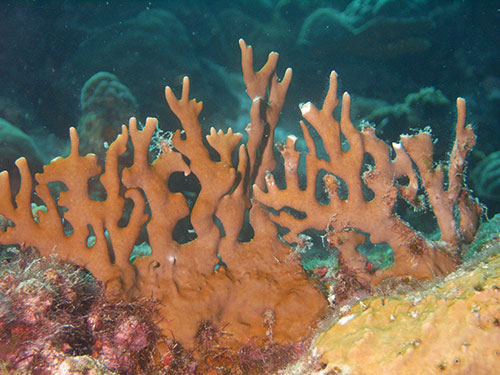 fire coral may have a rusty color