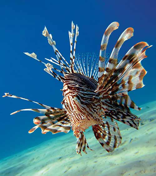 Lionfish are typically red with black and white stripes