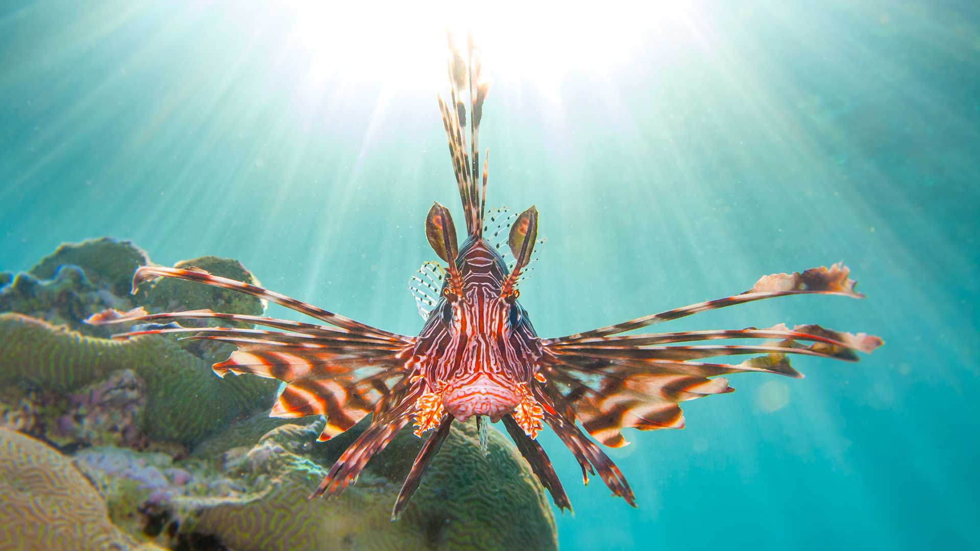 Lionfish swimming near coral in the ocean