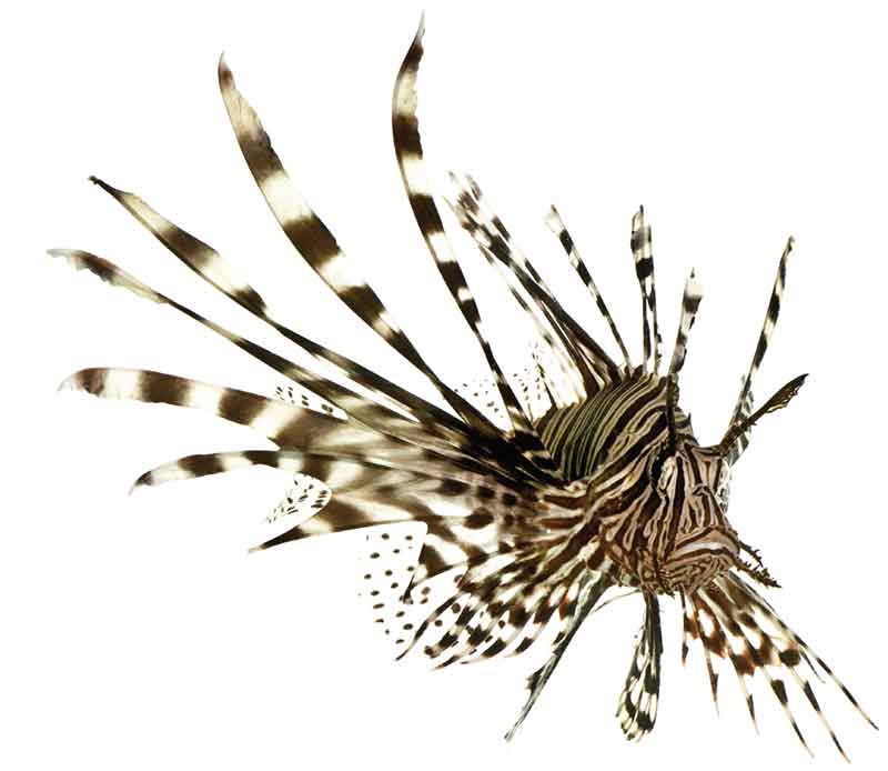 Lionfish are also known as zebrafish