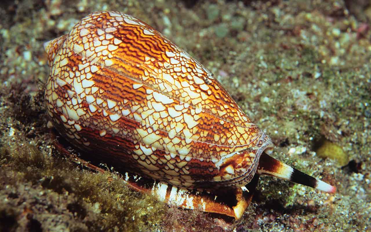 cone snail with orange patterned shell on sandy ocean bottom