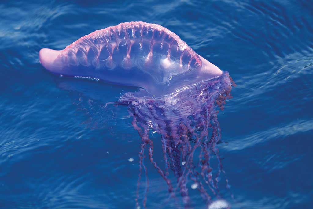 Portuguese man of war - tentacles floating in water
