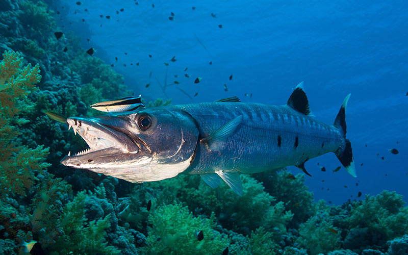 Great Barracuda swimming in island waters