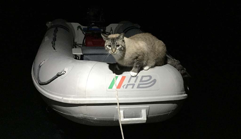 Hobie is now ship-shape and supervising dinghy operations!