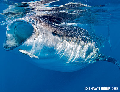 Whale shark feeding on the surface off the coast of Isla Mujeres