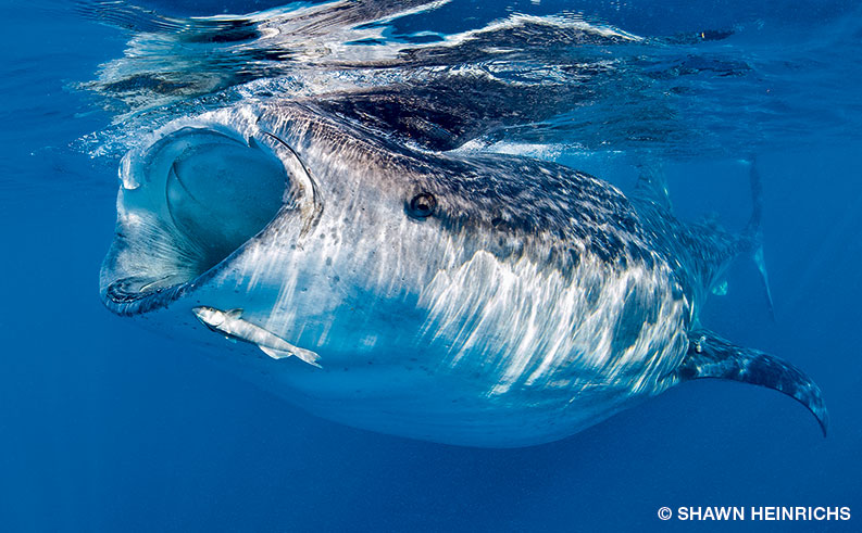 Whale shark feeding on the surface off the coast of Isla Mujeres