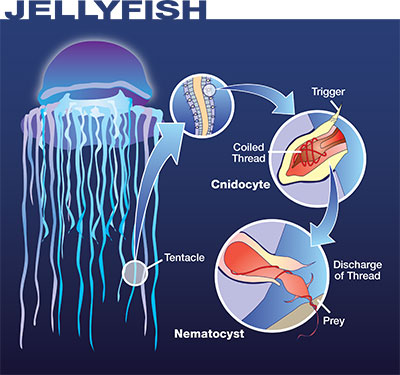 diagram of jellyfish tentacles - how they sting