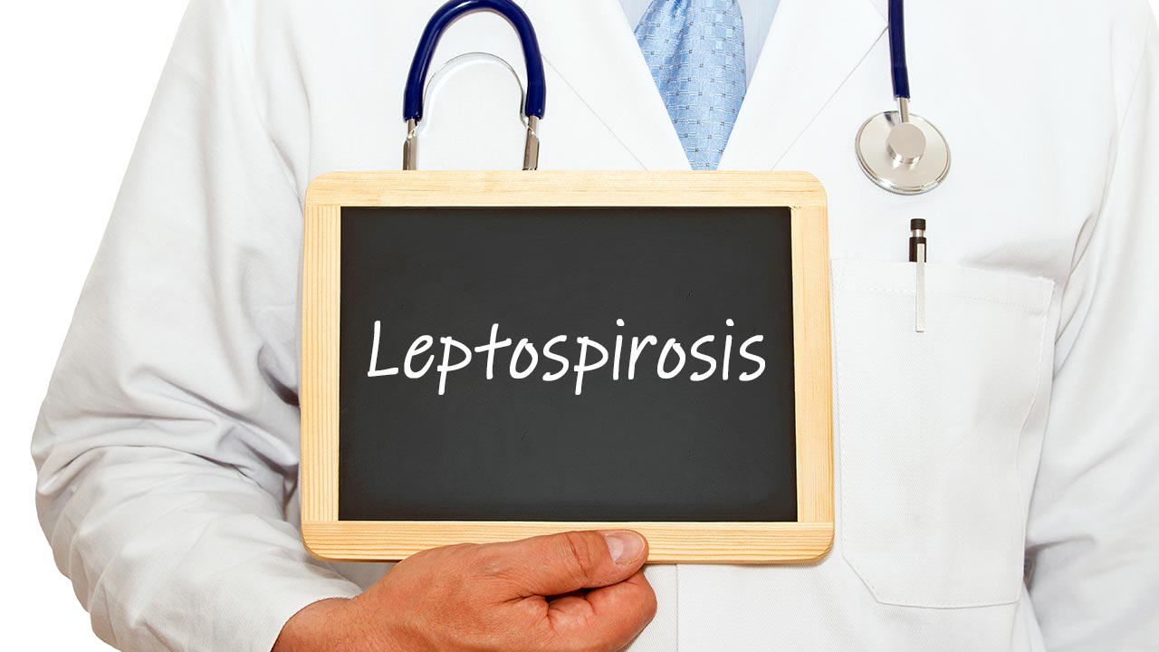 doctor holding a chalkboard with the phrase leptospirosis