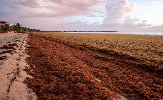 massive waves of brown rotting seaweed on the beaches in Belize