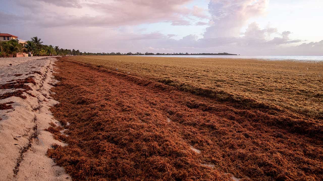 Sargassum seaweed rots on the beach in Belize (Photo credit: hat3m on Pixabay)