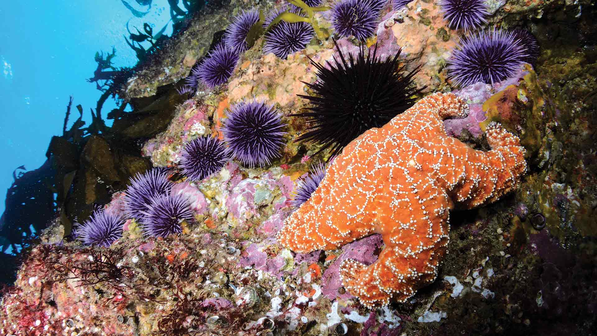 orange starfish and purple sea urchins