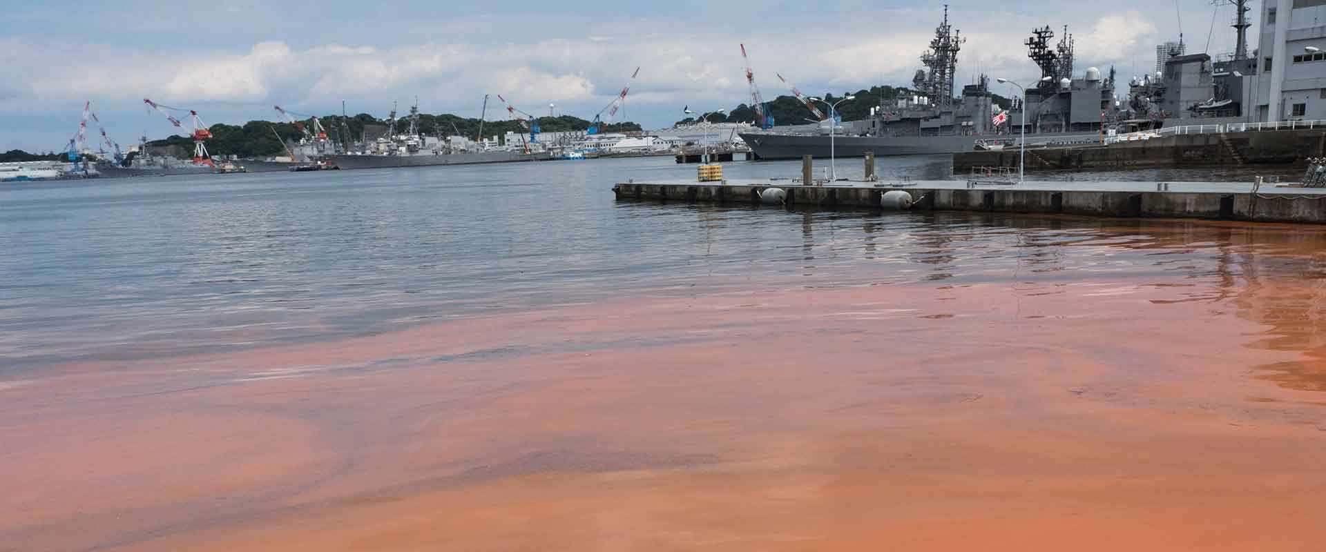 marina water choked with red tide algal bloom