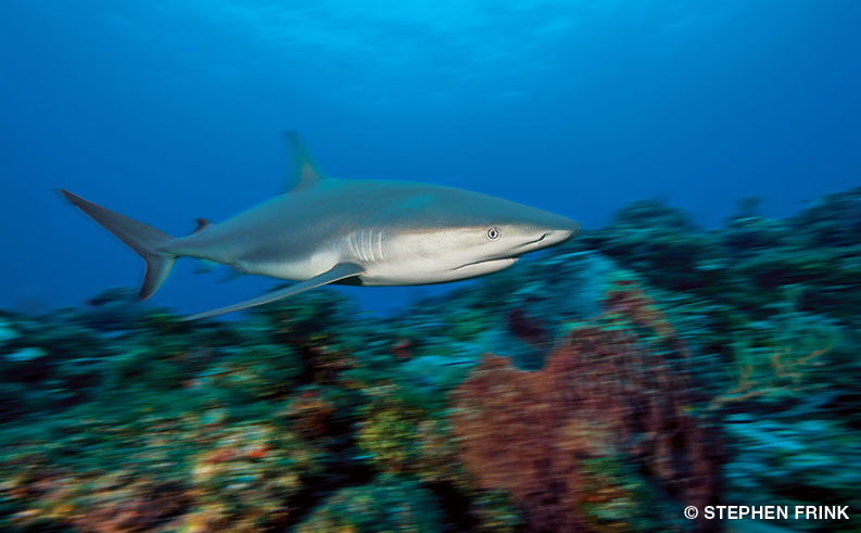 Caribbean reef shark