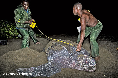 The TDA turtle team measured and tagged every nesting leatherback