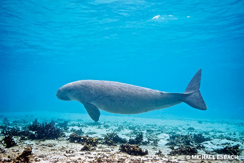 Dugong - inquisitive cows of the sea