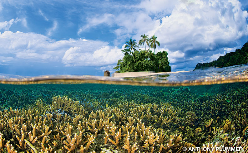 The Tetepare Descendents' Association manages the island’s reefs and other natural resources.