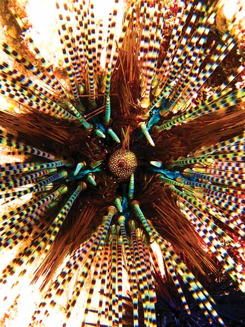 sea urchin spines are hollow and fragile