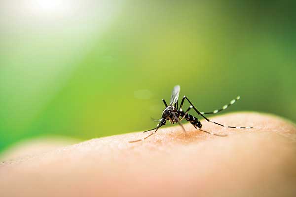mosquitoes spread dengue fever and malaria